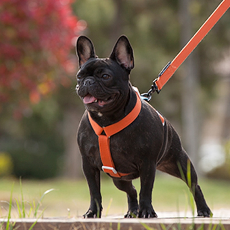 2022 New style colorful dog harness and leash set multi-point adjustable and traction connection dog harness