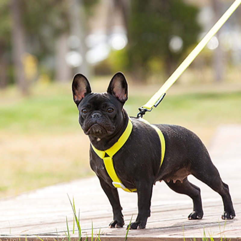 2022 New style colorful dog harness and leash set multi-point adjustable and traction connection dog harness